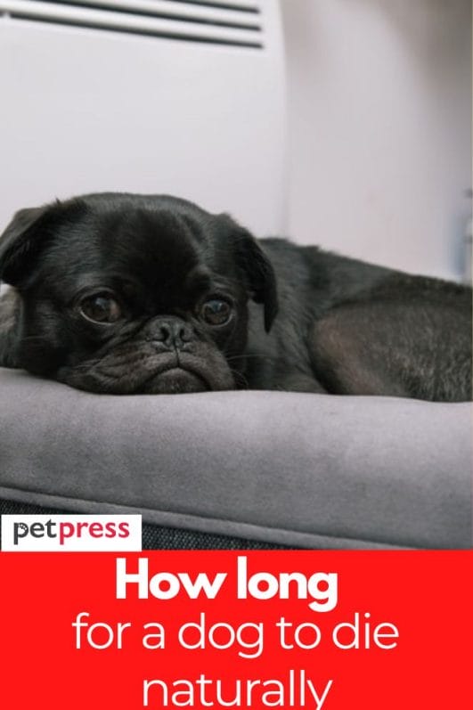 How Long Does It Take for a Dog to Die Naturally?