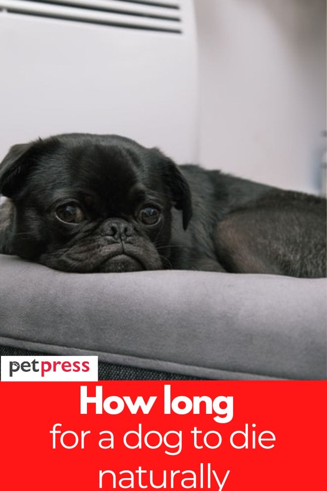 How Long Does It Take for a Dog to Die Naturally?