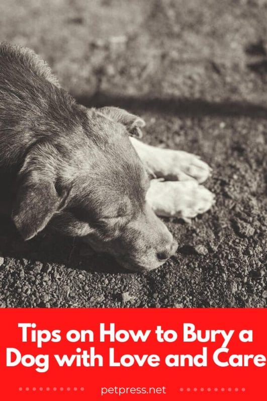 Tips on How to Bury a Dog with Love and Care