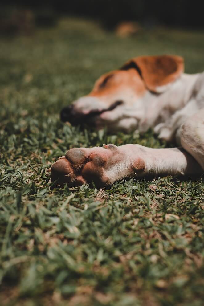 How to bury a dog