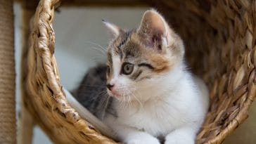 How to fly with a cat