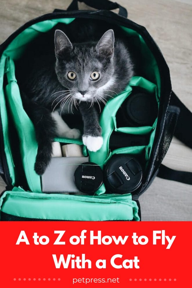How to fly with a cat