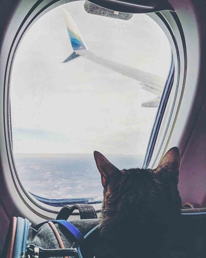 How to fly with a cat