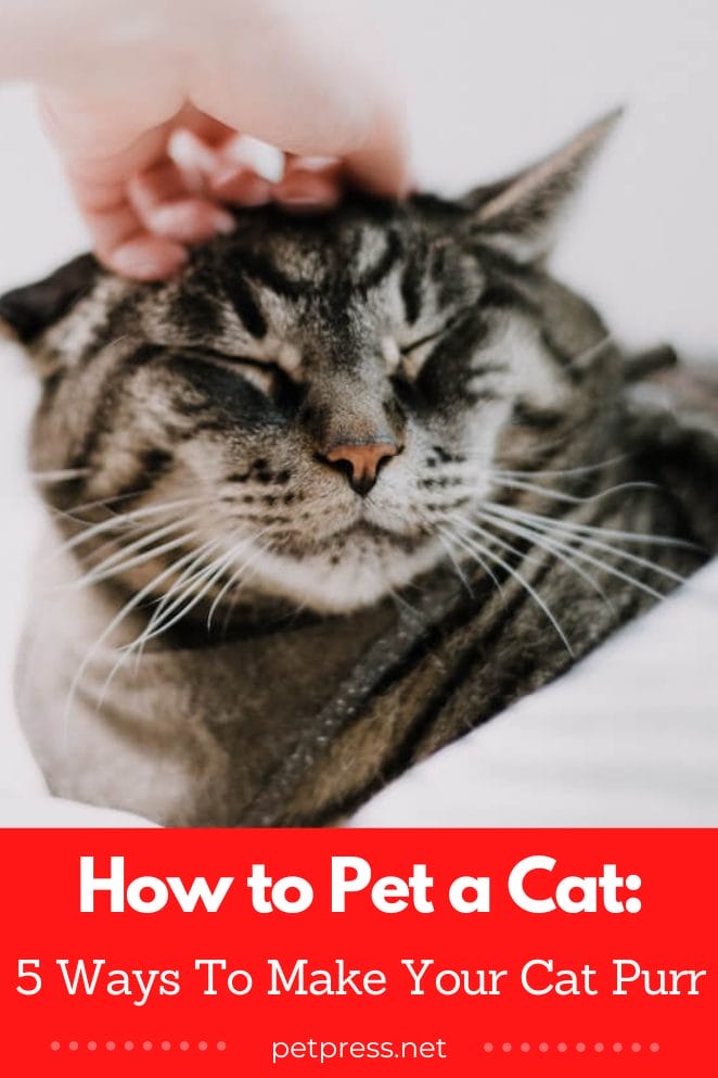 How to pet a cat
