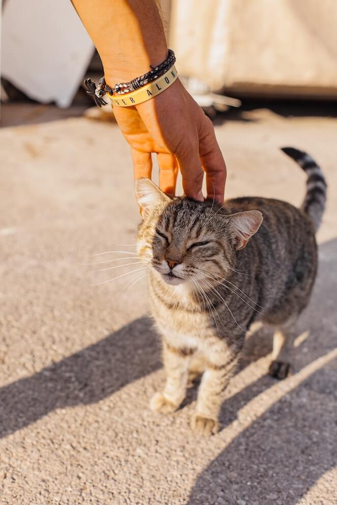 How to Pet a Cat 5 Ways To Make Your Cat Purr