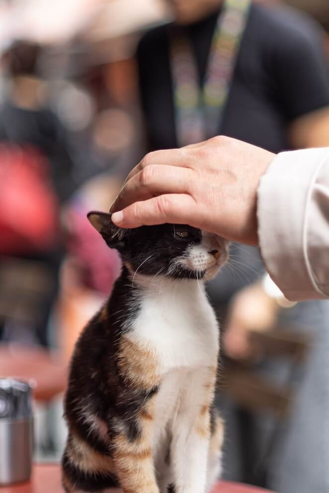 How to Pet a Cat 5 Ways To Make Your Cat Purr