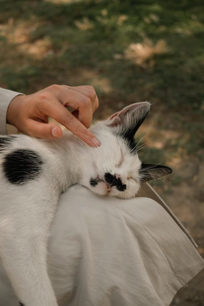 How to Pet a Cat 5 Ways To Make Your Cat Purr