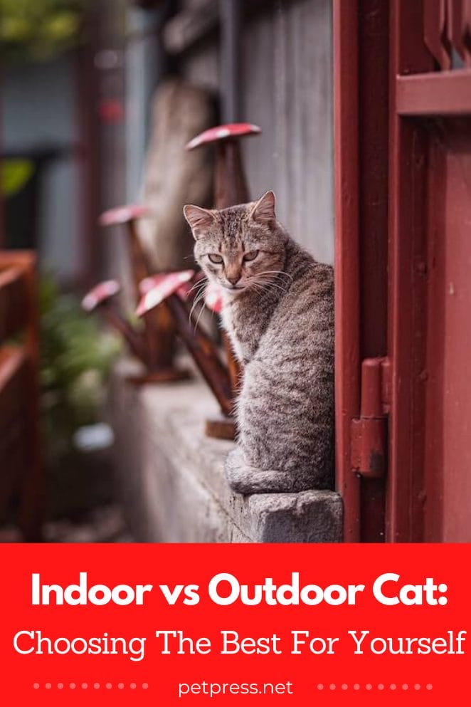 Indoor vs outdoor cat