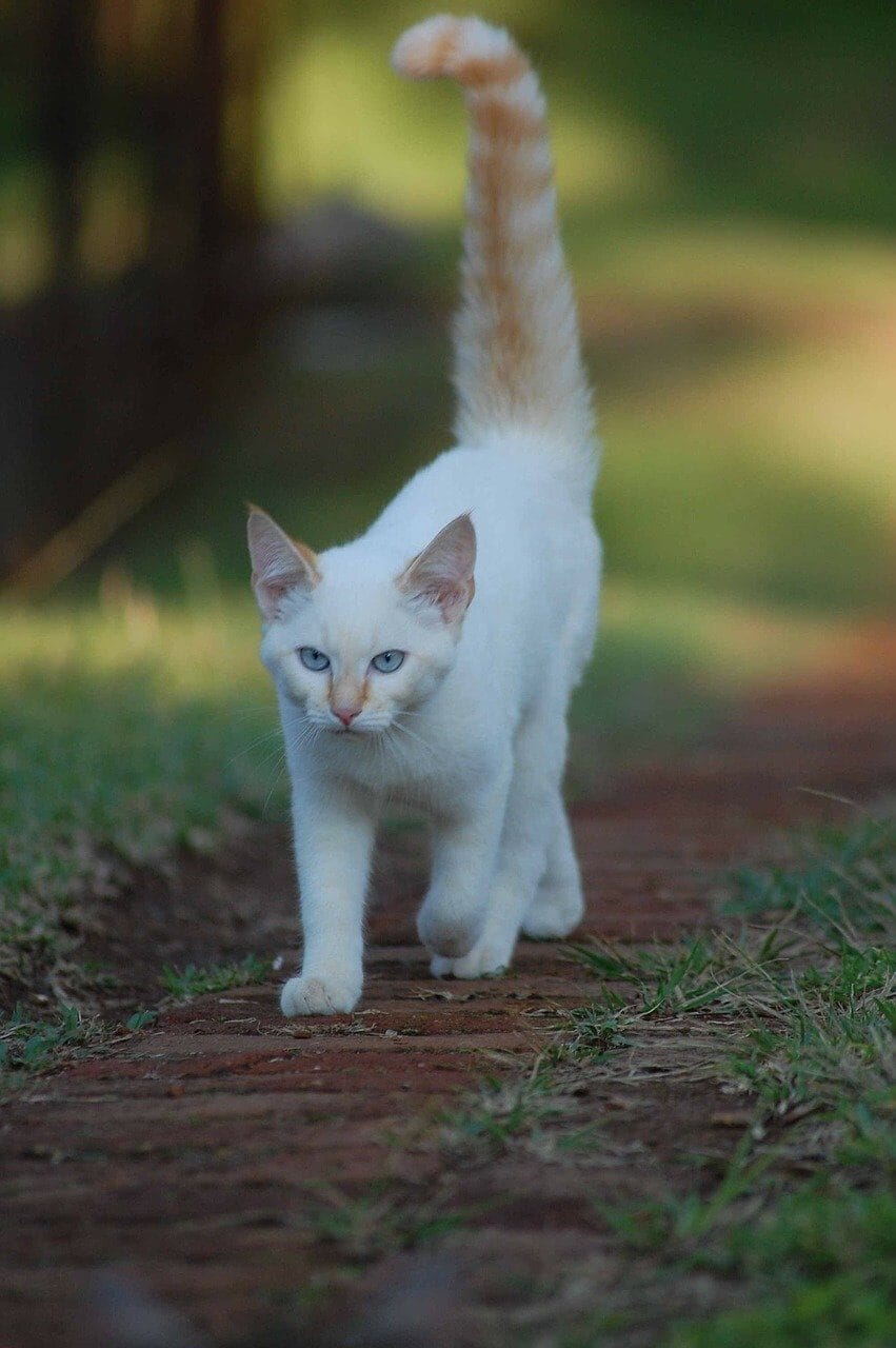 Indoor vs outdoor cat