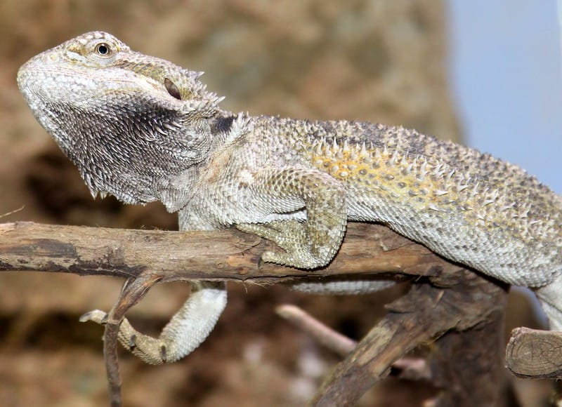 Inland Bearded Dragon