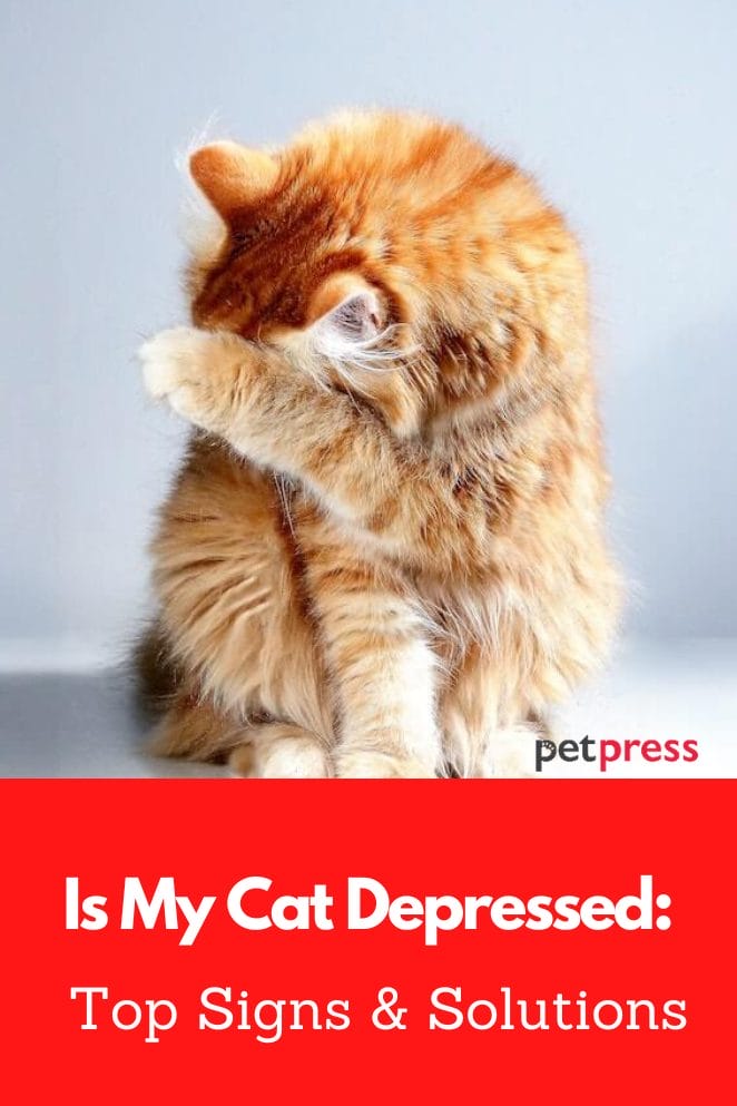 Is My Cat Depressed Top Signs & Solutions