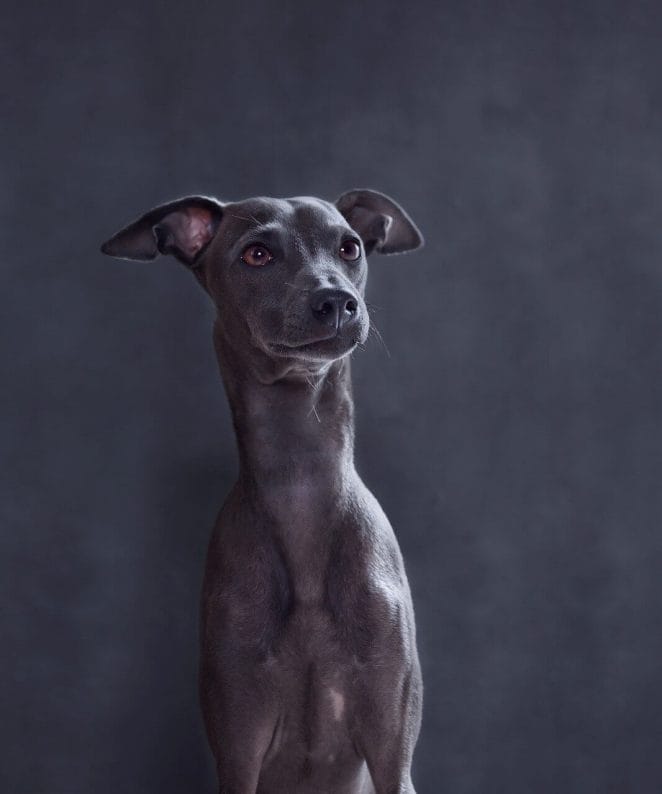 Skinny dog breeds