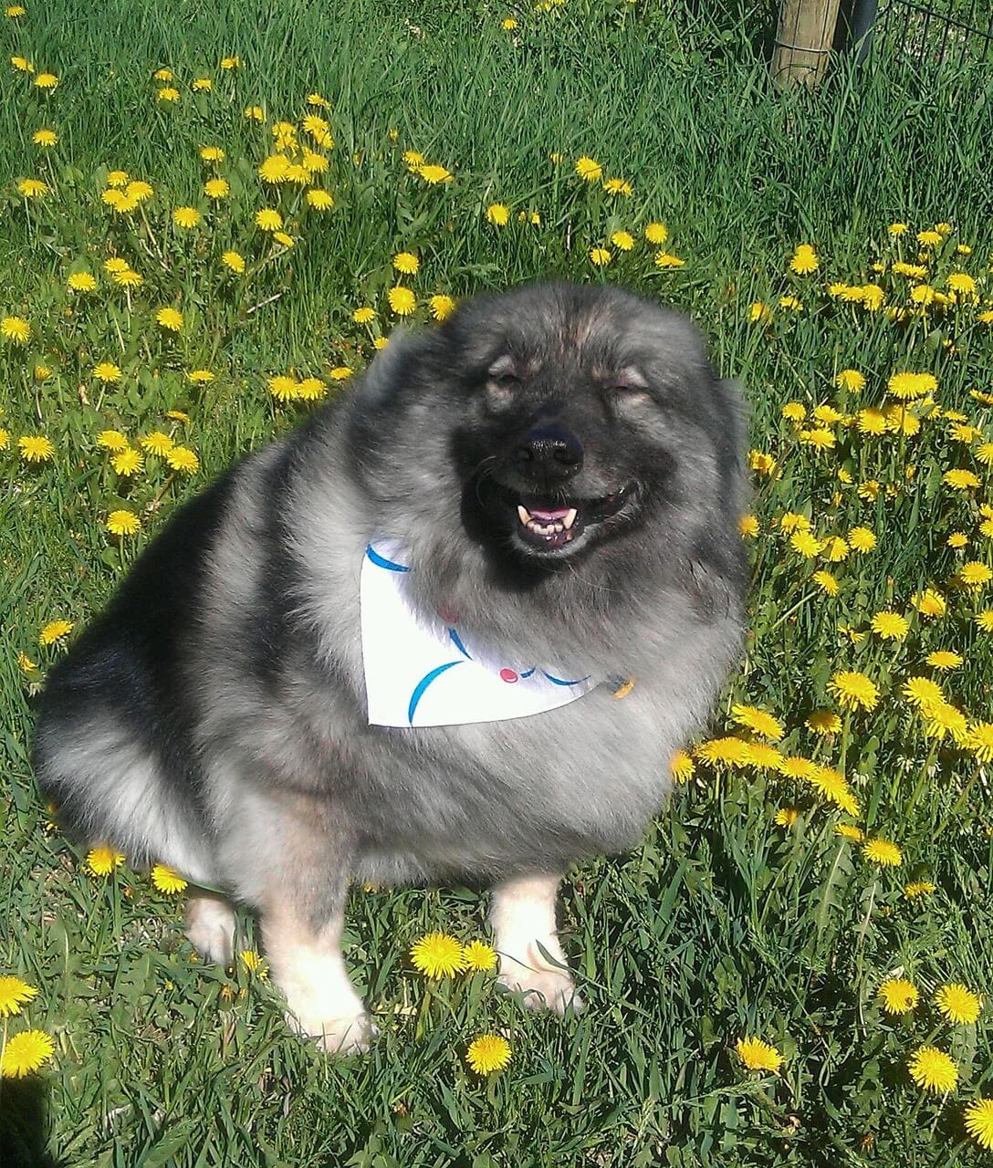 10 Fluffy Dog Breeds That Are Like Soft Toys