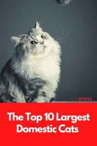 The Top 10 Largest Domestic Cats