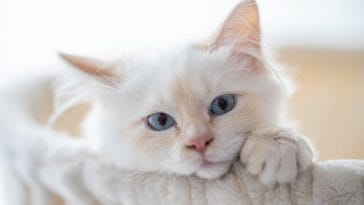 Most affectionate cat breeds