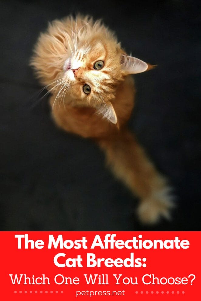 9 Most Affectionate Cat Breeds: Which One Will You Choose?