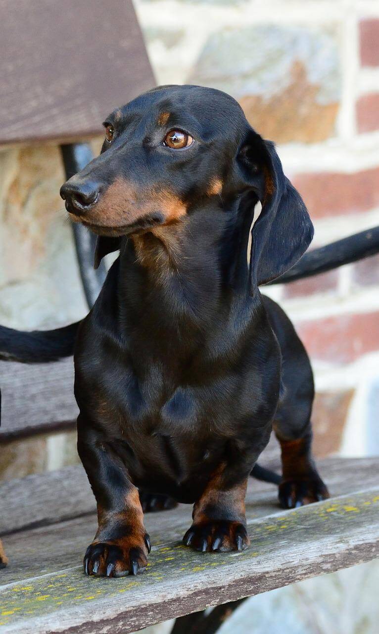 Spread The Love With the 8 Most Affectionate Dog Breeds!