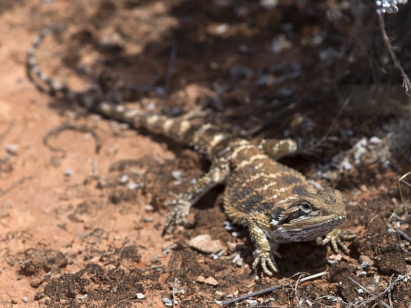Nullarbor Bearded Dragon
