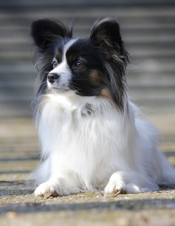 Prettiest dog breeds