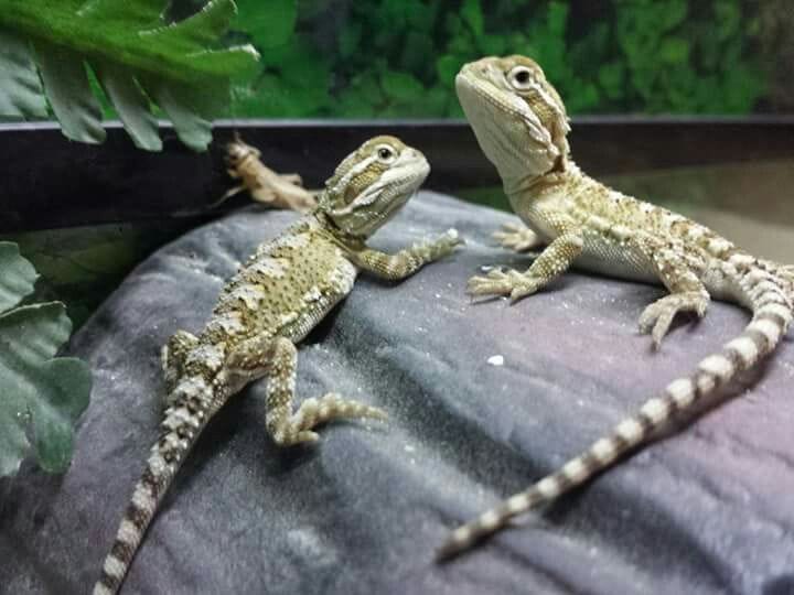 Pygmy Bearded Dragon