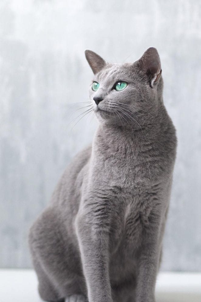 Most affectionate cat breeds