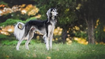 Skinny dog breeds