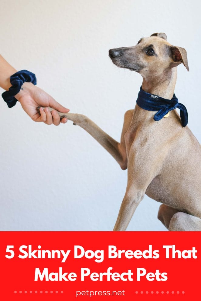 5 Skinny Dog Breeds That Make Perfect Pets