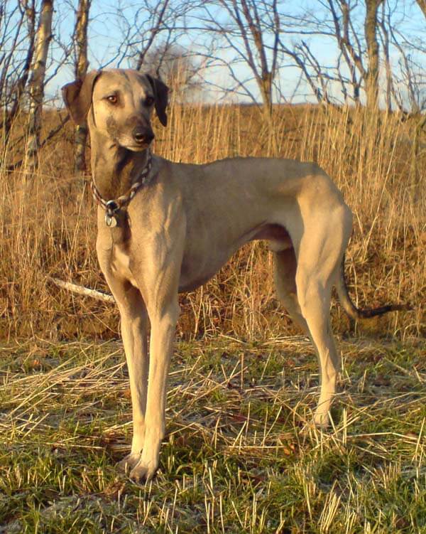 Skinny dog breeds