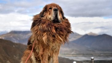 Tibetan Mastiff