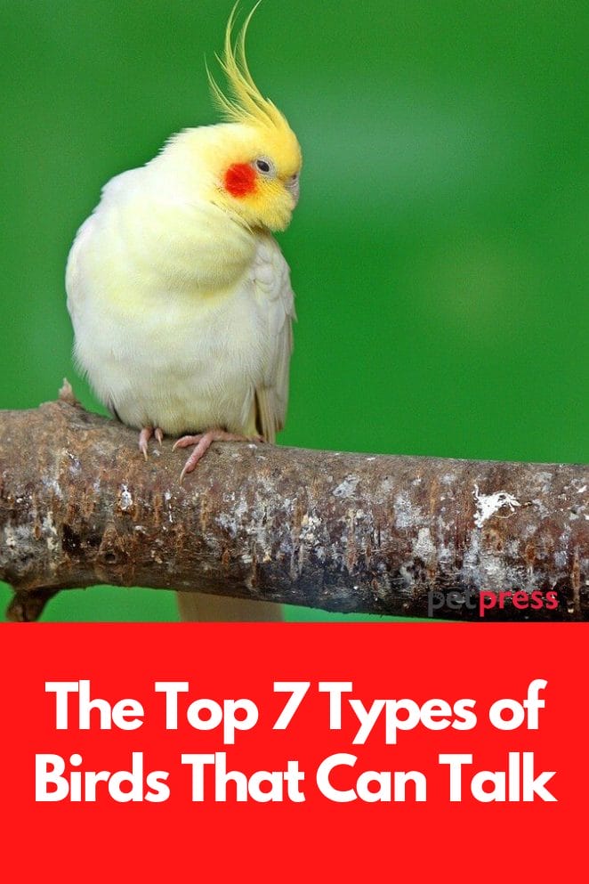 Types of birds that can talk