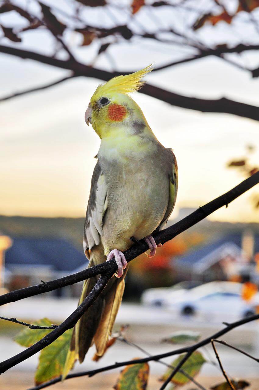 Types of birds that can talk