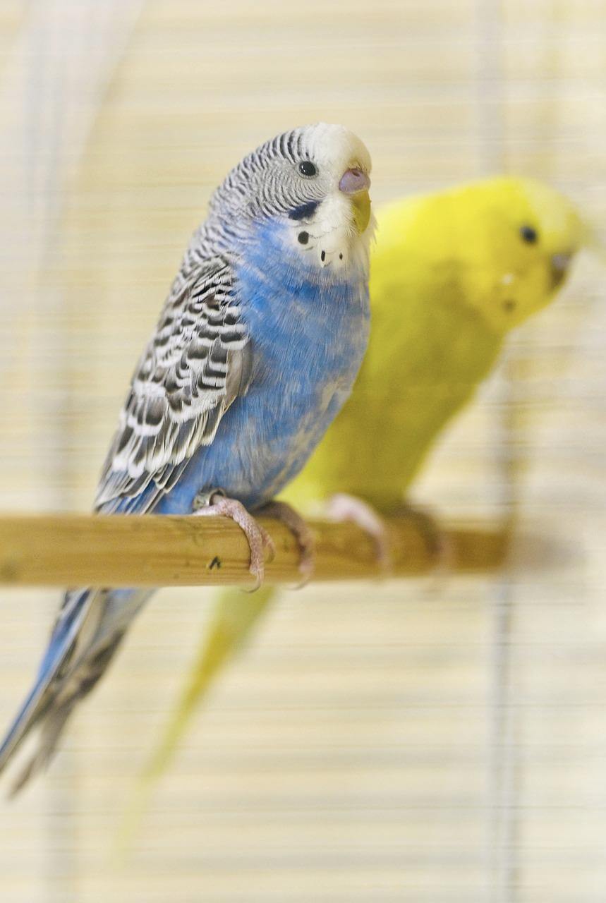 Types of birds that can talk