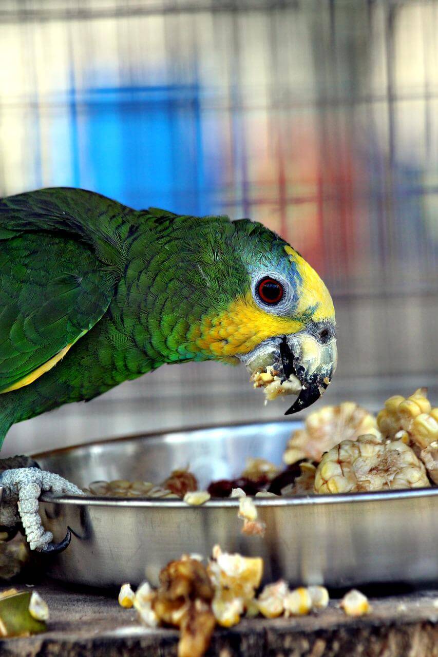 Types of birds that can talk