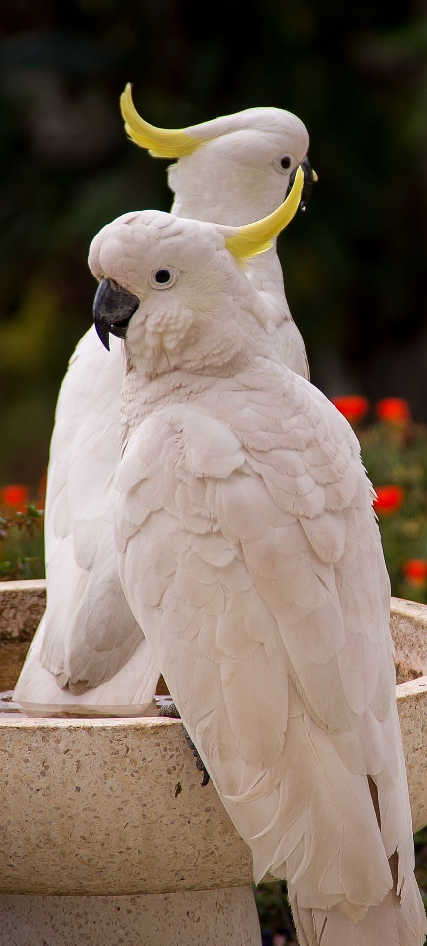 Types of birds that can talk