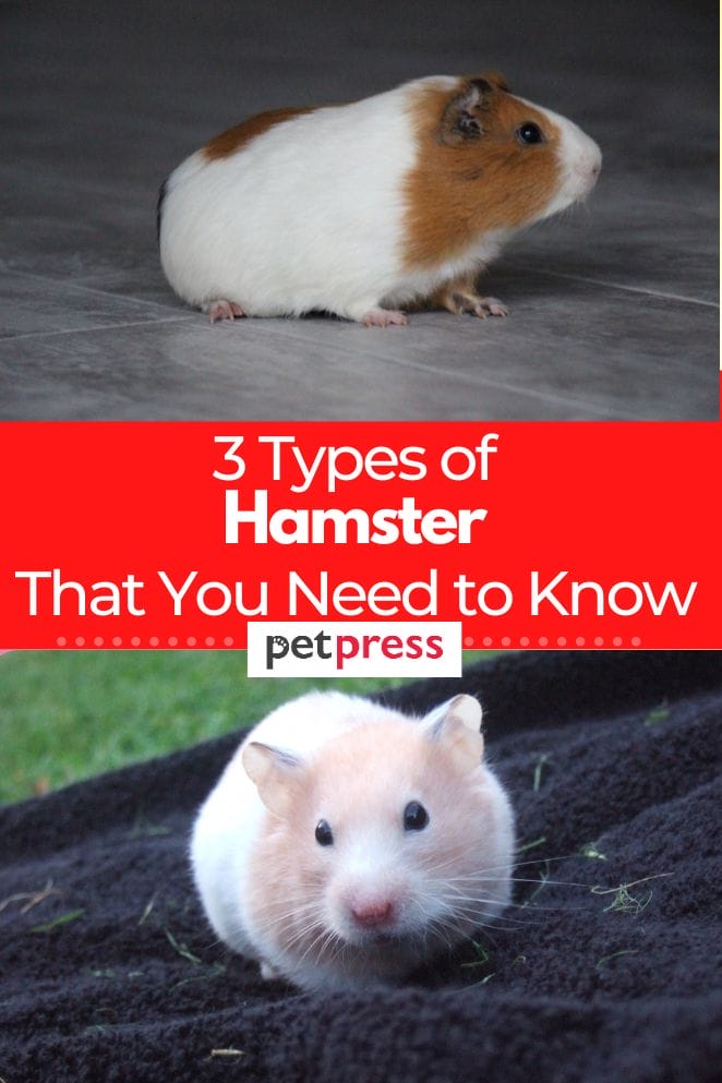 Types of hamster