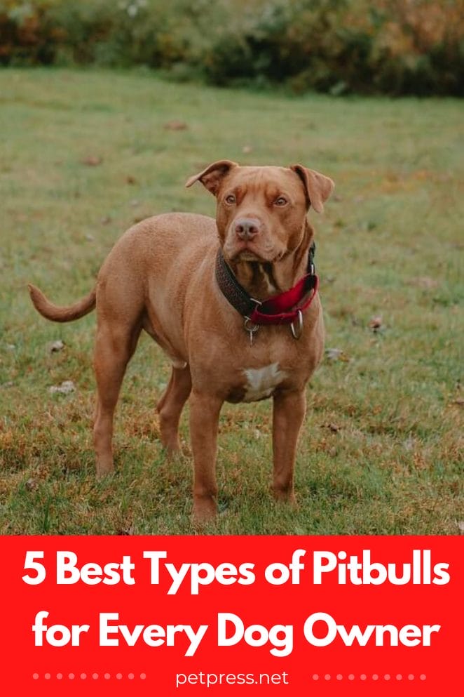 Types of pitbulls