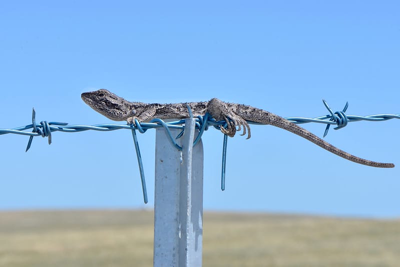 Western Bearded Dragon