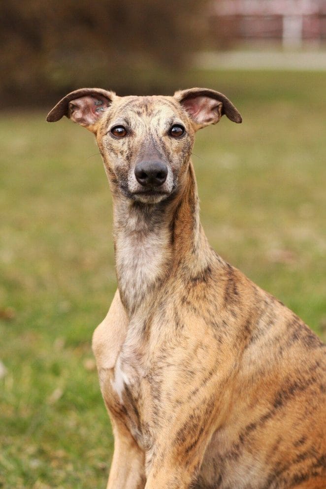 Skinny dog breeds