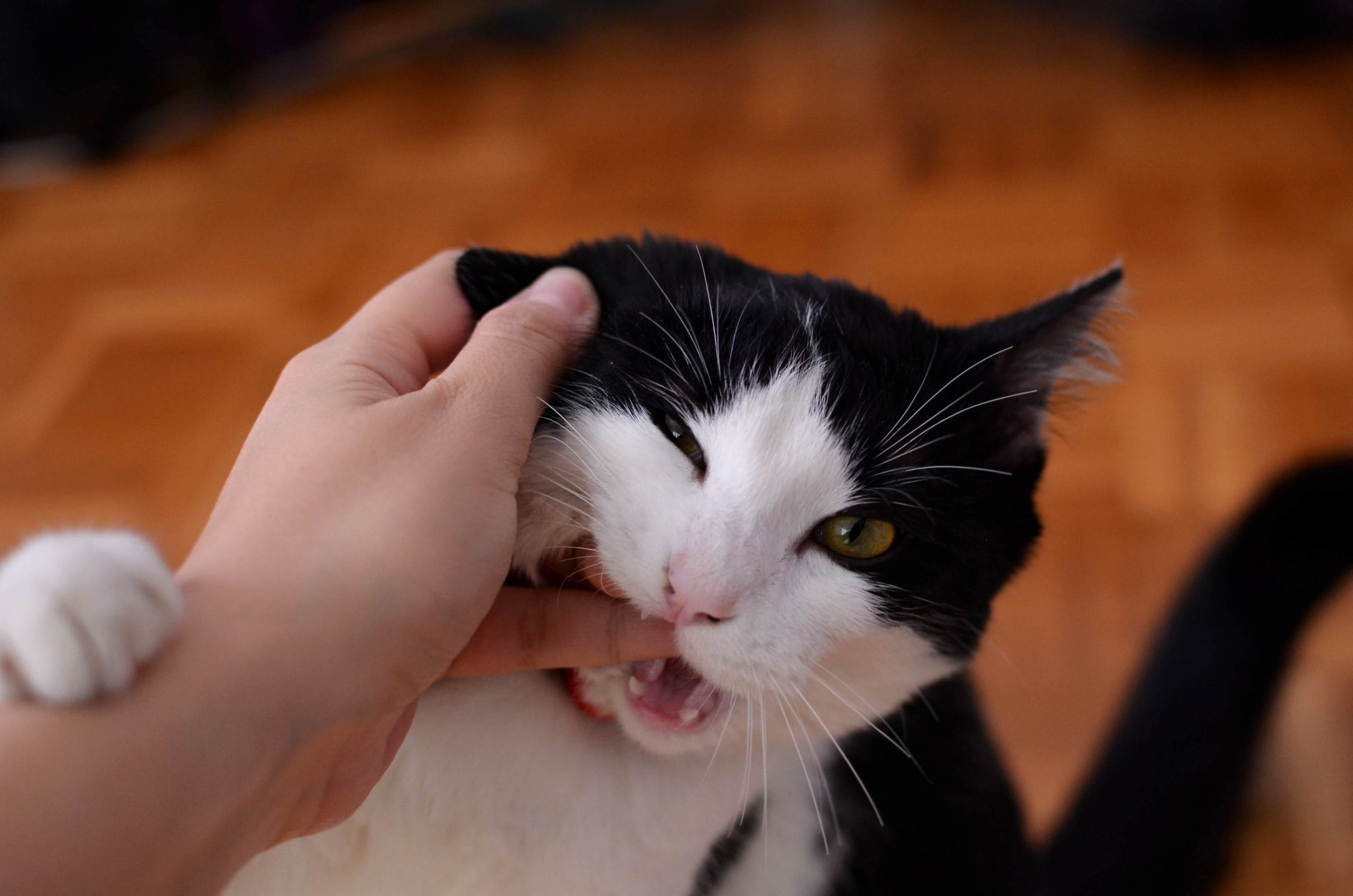 Why Do Cats Bite and How to Stop It