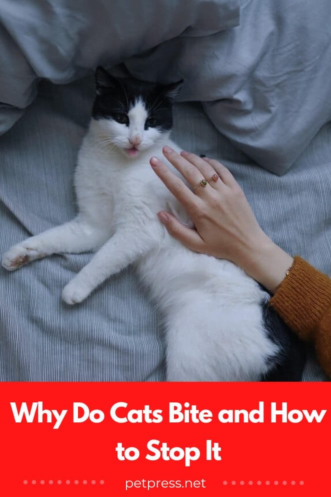 Why do cats bite