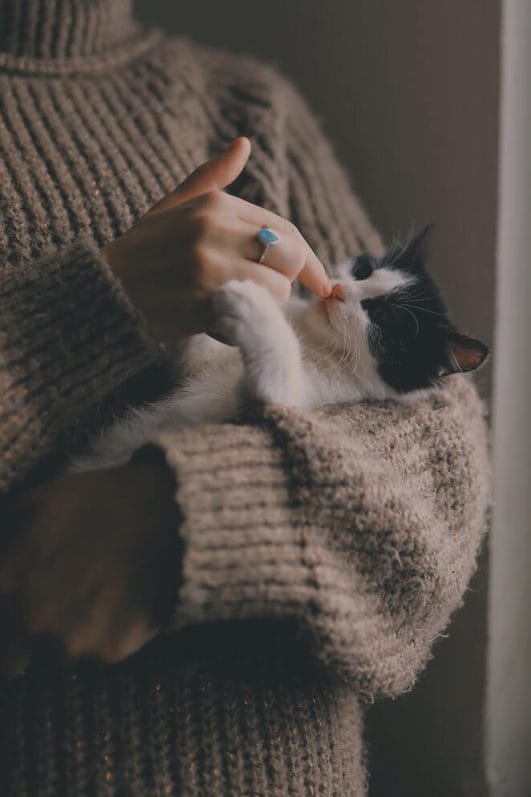 Why Do Cats Bite and How to Stop It