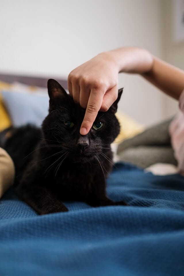 Why Do Cats Bite and How to Stop It