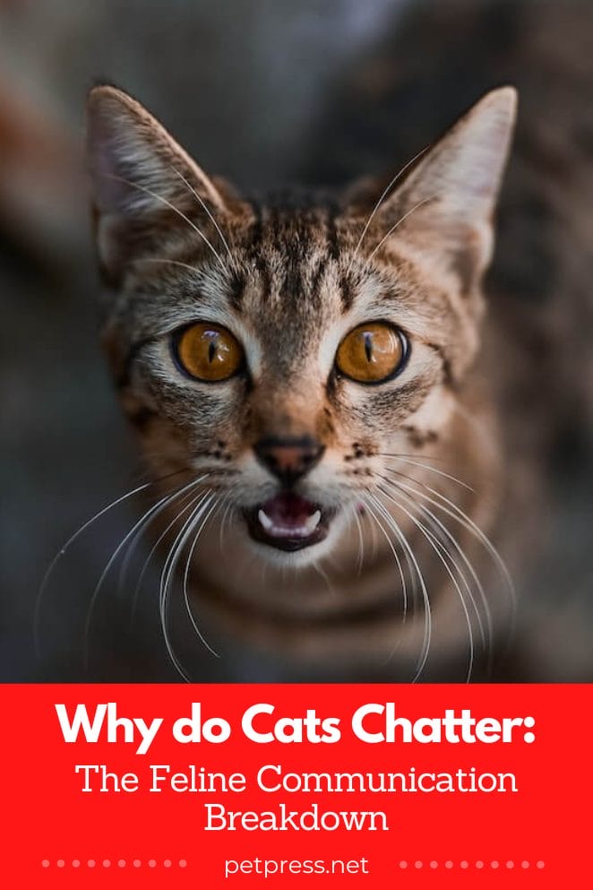 Why do cats chatter