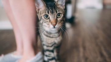 Why do cats rub against you