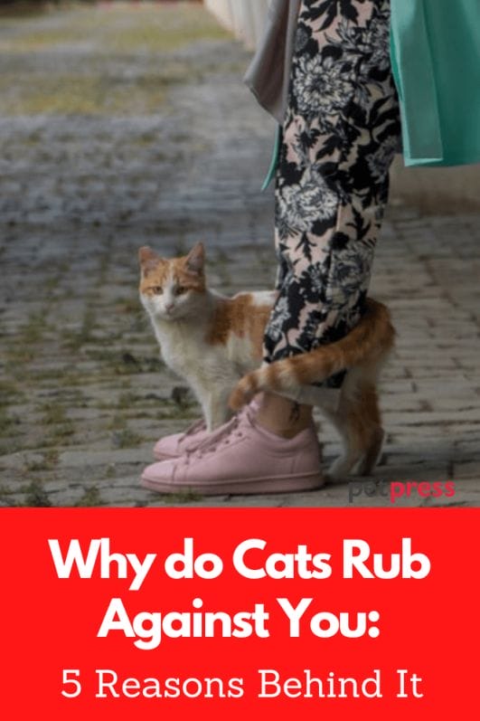 Why do Cats Rub Against You 5 Reasons Behind It