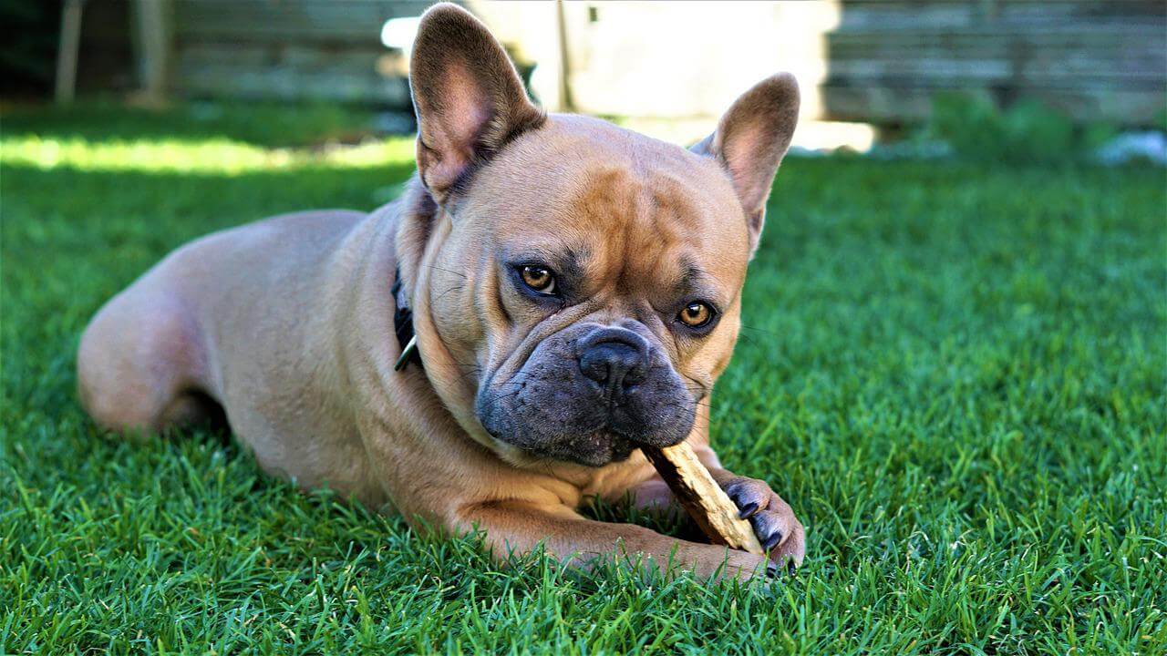 Why Do Dogs Eat Sticks and How to Keep Them Safe