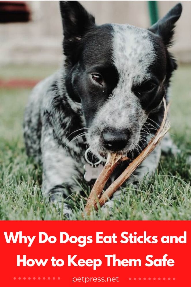 Why do dogs eat sticks