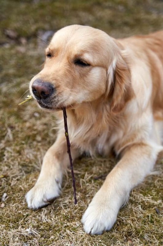 Why Do Dogs Eat Sticks and How to Keep Them Safe