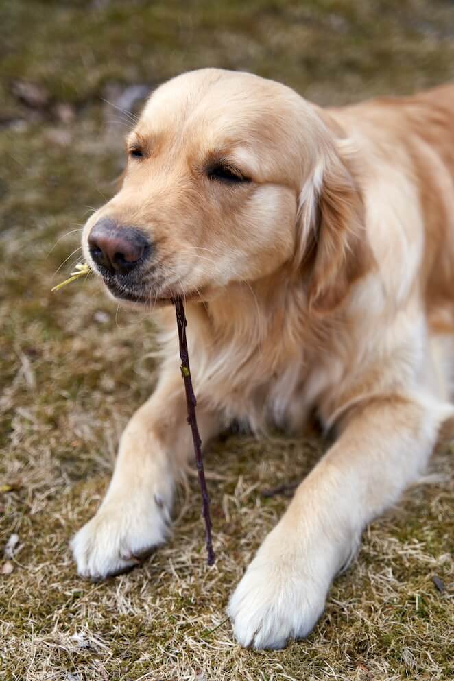 Why do dogs eat sticks
