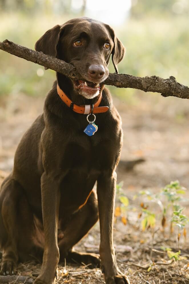 Why do dogs eat sticks